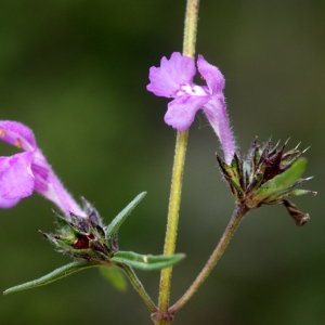 Photographie n°63731 du taxon Galeopsis intermedia Vill. [1779]