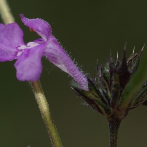 Photographie n°63734 du taxon Galeopsis intermedia Vill. [1779]