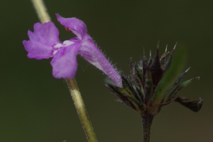Liliane Roubaudi, le 27 septembre 2009 (Cerins)