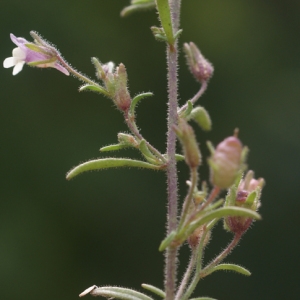 Photographie n°63737 du taxon Chaenorhinum minus (L.) Lange [1870]