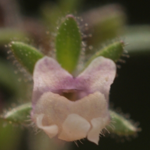 Photographie n°63739 du taxon Chaenorhinum minus (L.) Lange [1870]