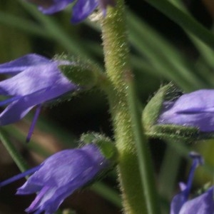 Photographie n°63747 du taxon Veronica spicata L. [1753]