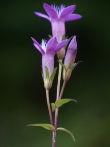 Liliane Roubaudi, le 27 septembre 2009 (Cerins)