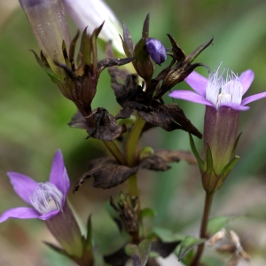Gentianella germanica (Willd.) Börner (Gentiane d'Allemagne)