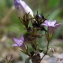  Liliane Roubaudi - Gentianella germanica (Willd.) Börner [1912]