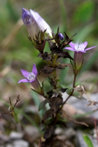 Liliane Roubaudi, le 27 septembre 2009 (Cerins)