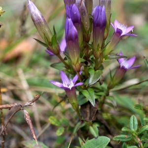 Photographie n°63750 du taxon Gentianella germanica (Willd.) Börner [1912]