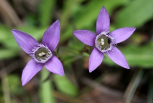 Liliane Roubaudi, le 27 septembre 2009 (Cerins)