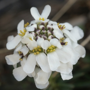 Photographie n°63753 du taxon Iberis saxatilis L. [1756]