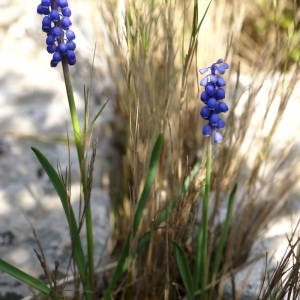 Photographie n°63770 du taxon Muscari botryoides (L.) Mill.