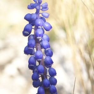 Photographie n°63771 du taxon Muscari botryoides (L.) Mill.