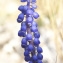  Liliane Roubaudi - Muscari botryoides (L.) Mill.