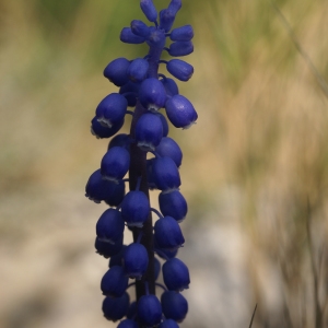  - Muscari botryoides (L.) Mill.