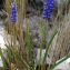  Liliane Roubaudi - Muscari botryoides (L.) Mill.