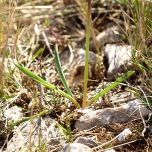 Photographie n°63774 du taxon Muscari botryoides (L.) Mill.