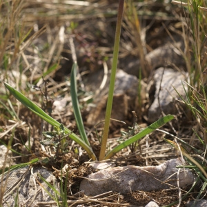  - Muscari botryoides (L.) Mill.