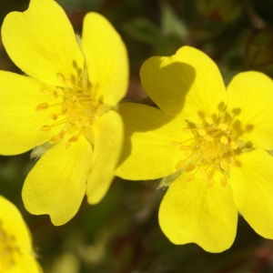 Photographie n°63781 du taxon Potentilla neumanniana Rchb. [1832]