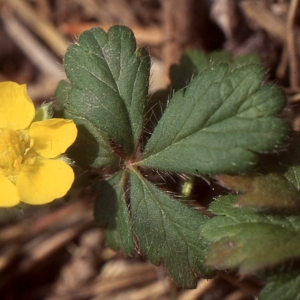 Photographie n°63783 du taxon Potentilla neumanniana Rchb. [1832]