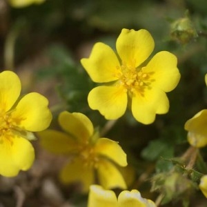 Photographie n°63785 du taxon Potentilla neumanniana Rchb. [1832]