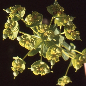 Photographie n°63786 du taxon Euphorbia seguieriana Neck. [1770]