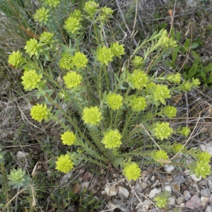 Photographie n°63787 du taxon Euphorbia seguieriana Neck. [1770]