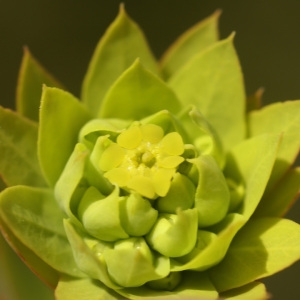 Photographie n°63789 du taxon Euphorbia seguieriana Neck. [1770]