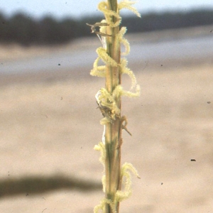 Photographie n°63791 du taxon Spartina maritima (Curtis) Fernald [1916]