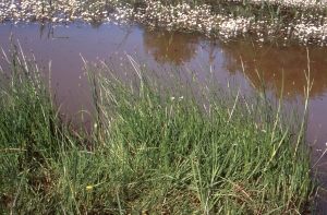 Liliane Roubaudi, le 12 mai 2001 (Sernoyer)