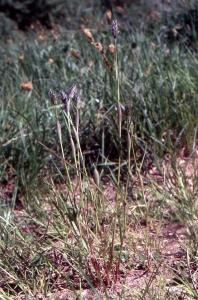 Liliane Roubaudi, le 12 mai 2001 (Sernoyer)