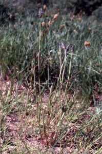 Liliane Roubaudi, le 12 mai 2001 (Sernoyer)