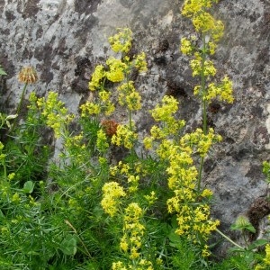 Photographie n°63818 du taxon Galium verum L. [1753]