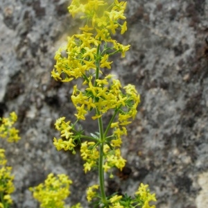 Photographie n°63819 du taxon Galium verum L. [1753]