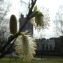  Marie-France PACAUD - Salix atrocinerea Brot. [1804]