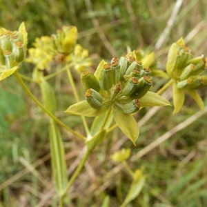  - Bupleurum ranunculoides subsp. telonense (Gren. ex Timb.-Lagr.) H.J.Coste