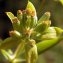  liliane Pessotto - Bupleurum ranunculoides subsp. telonense (Gren. ex Timb.-Lagr.) H.J.Coste