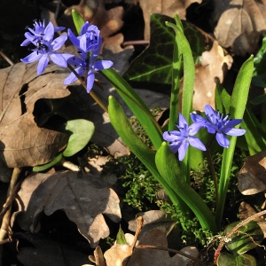  - Scilla bifolia L. [1753]