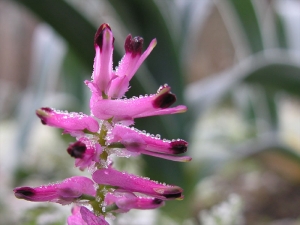 François BAHUAUD, le 22 février 2005 (Oudon)