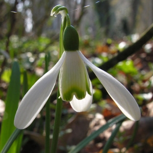 Photographie n°63840 du taxon Galanthus nivalis L. [1753]