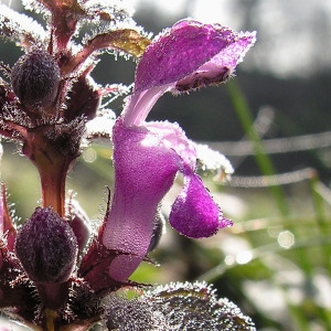 Photographie n°63841 du taxon Lamium purpureum L. [1753]