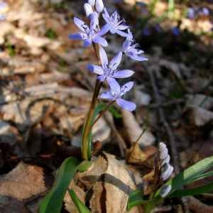  - Scilla bifolia L. [1753]