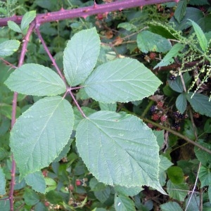 Photographie n°63883 du taxon Rubus radula Weihe ex Boenn. [1824]