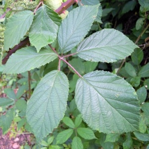 Rubus radula Weihe ex Boenn. (Ronce)