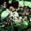  David Mercier - Rubus radula Weihe ex Boenn. [1824]