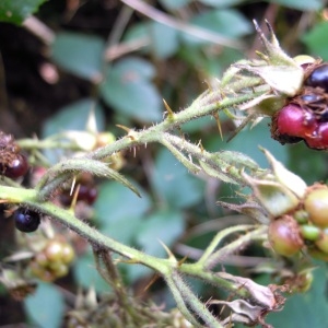  - Rubus radula Weihe ex Boenn. [1824]