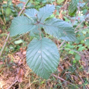 Photographie n°63902 du taxon Rubus elegantispinosus (A.Schumach.) H.E.Weber [1974]