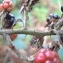  David Mercier - Rubus elegantispinosus (A.Schumach.) H.E.Weber [1974]