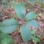  David Mercier - Rubus elegantispinosus (A.Schumach.) H.E.Weber [1974]