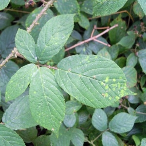 Rubus glandulosus subsp. schleicheri (Weihe ex Tratt.) Celak. (Ronce de Schleicher)