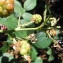  David Mercier - Rubus foliosus Weihe [1825]