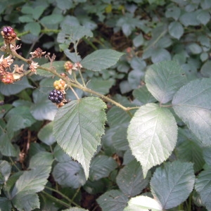  - Rubus foliosus Weihe [1825]